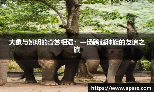 易游体育